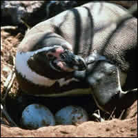 Pinguino en su nido